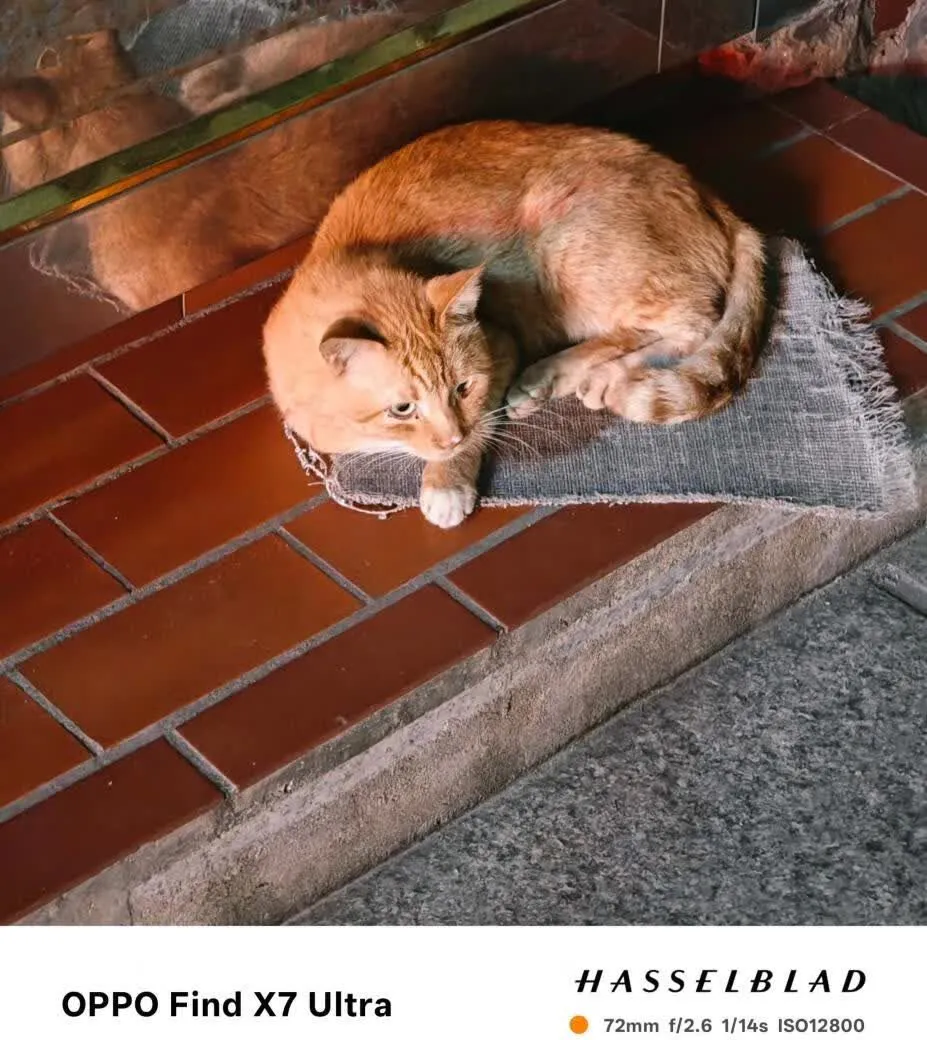 鼓浪屿小巷中休息的原住民小猫咪