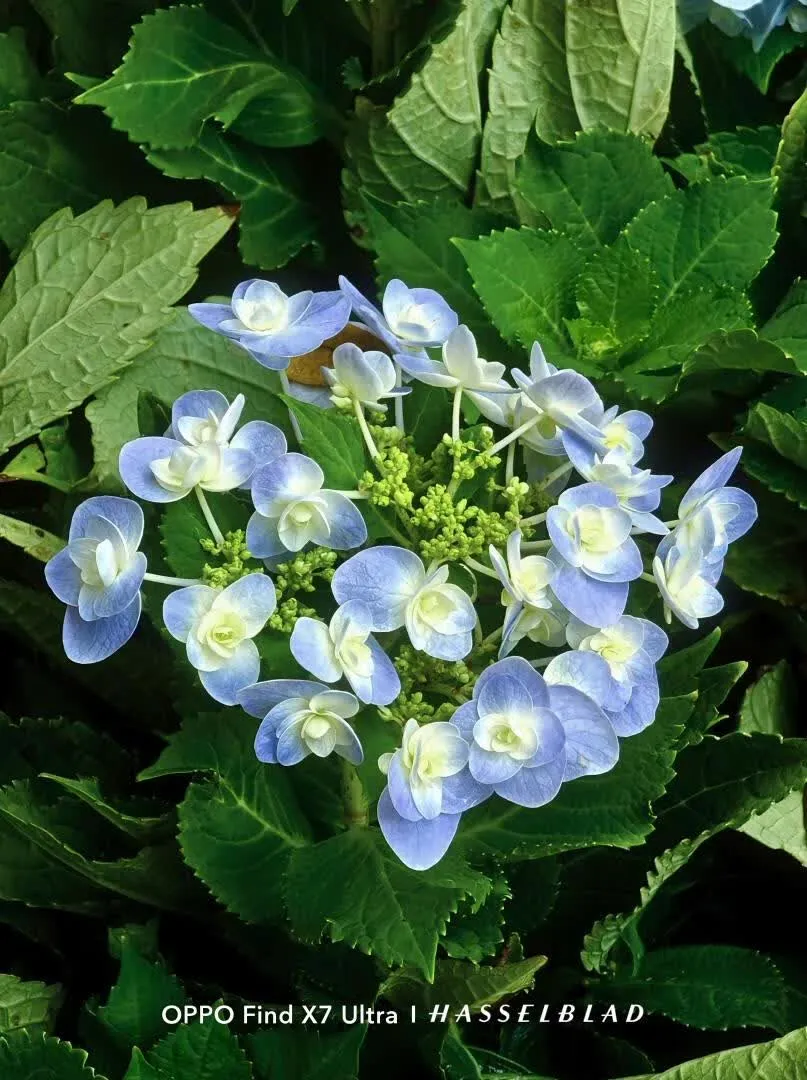 植物园中不知名的美丽花朵
