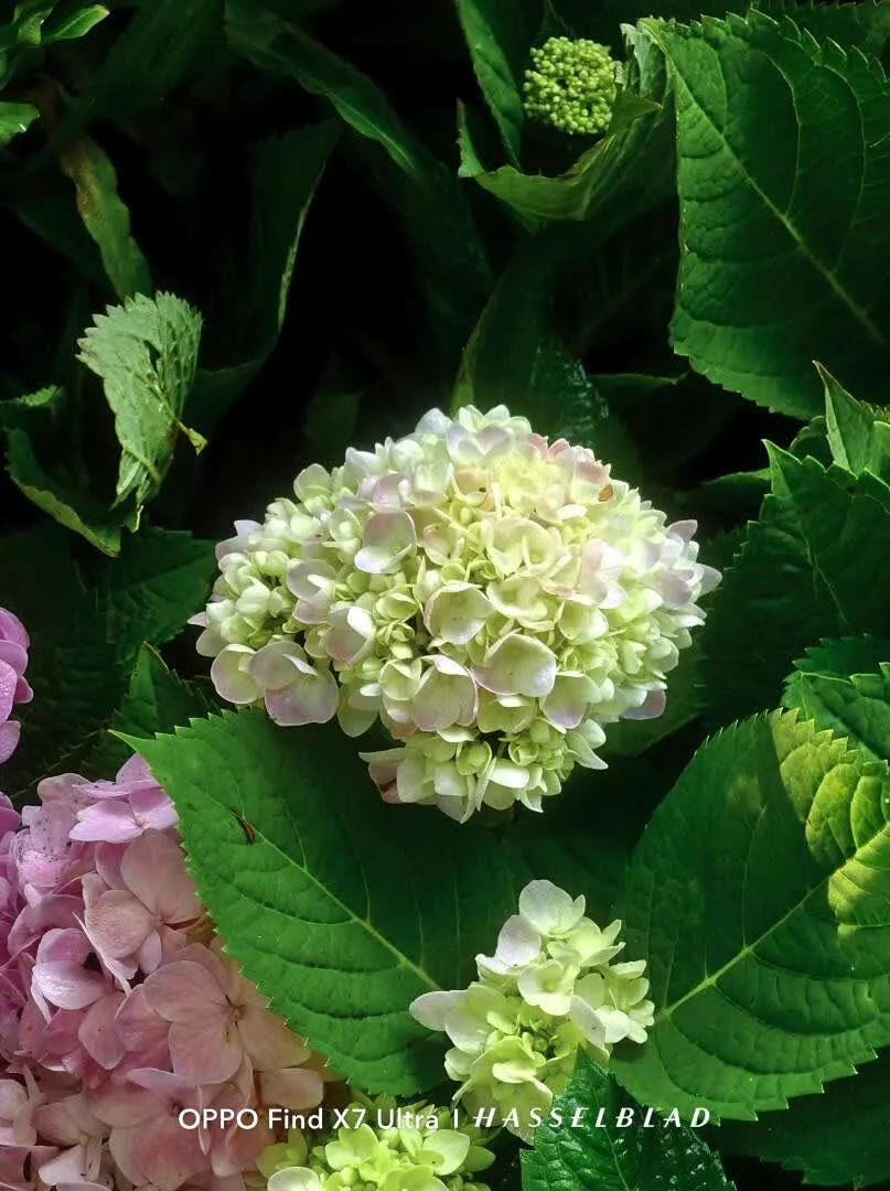 植物园中不知名花朵的微距特写